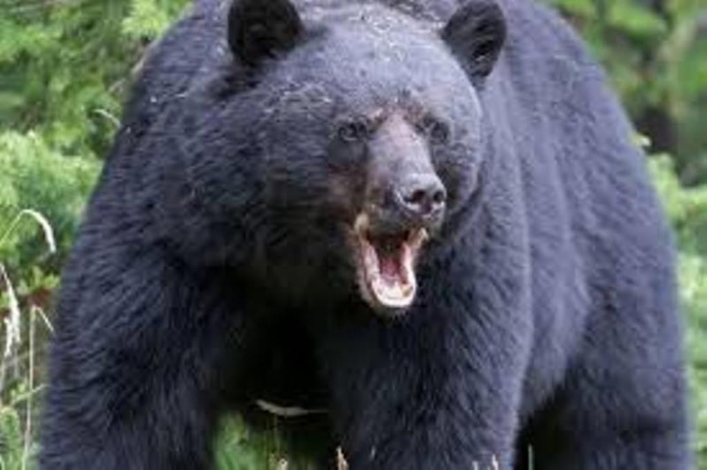 बैतडीमा भालुको आक्रमणबाट एक महिला घाइते 