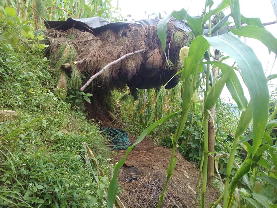 पकेट क्षेत्रमै मकैबाली जोगाउन धौ–धौ 