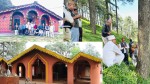 जगन्नाथ मन्दिरको धुरीका लागि निङ्गलाशैनीको देवदार 