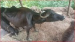 बैतडीमा पुन देखिन थाल्यो धुलखुल्ले (खरी)