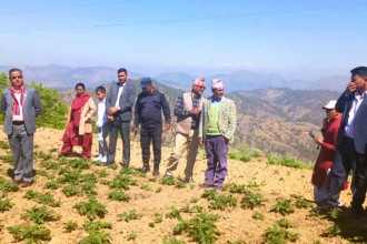 आलु उत्पादनमा चम्किएको पाटनः कोल्ड स्टोर बन्द हुँदा किसान मर्कामा