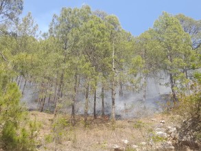 बैतडीको एक सामुदायिक वनमा आगलागी , टेलिकम टावर आगलागीको जोखिममा 