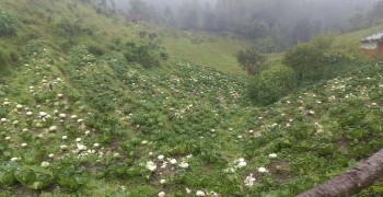 सडक मर्मत भएन, बारीमै सड्न थाल्यो बन्दा 
