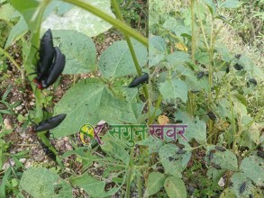 भटमासमा खपटे किराको प्रकोप, बैतडीका किसान चिन्तित 