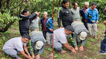 बैतडीको सुर्नयामा चिया खेतीको शुरुवात  