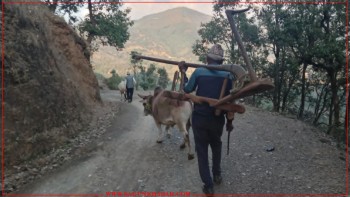 बेरोजगारीले गर्दा गाउँ खाली, कहाँ गए हल गोरु - हराउदै हलो जुवा
