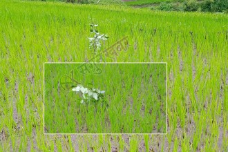 हरेली संक्रान्ति मनाइँदै, हराउँदै ‘हरेलो’हाल्ने चलन