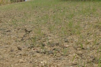 खडेरीले गहुँबाली सुक्दै, किसान चिन्तित 