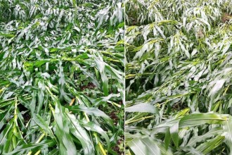 बर्षा र हावाहुरीले बैतडीका विभिन्न स्थानमा मकैबालीमा क्षति 