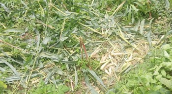जंगली जनावरले मकैबाली सखाप पारेपछि बैतडीका किसान चिन्तित 
