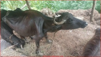 बैतडीमा पुन देखिन थाल्यो धुलखुल्ले (खरी)