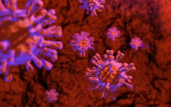 कोरोना भाइरसको सङ्क्रमण दर शून्यमा झर्यो