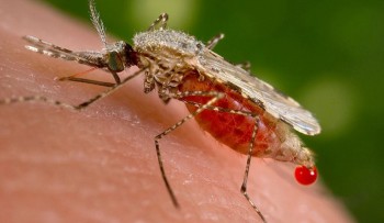 कालाजारबाट जोगिन व्यक्तिगत सरसफाइमा बिशेष ध्यान दिन स्वास्थ्यकर्मीको सुझाव