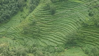 बर्षा र हावाहुरीले बैतडीका विभिन्न स्थानमा मकैबालीमा क्षति 