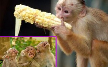 बैतडीको सुर्नया ७ र ८ मा बाँदर आतंक,किसानहरू चिन्तित