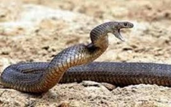 दार्चुलामा सर्पको टोकाइबाट एक बालकको मृत्यु 