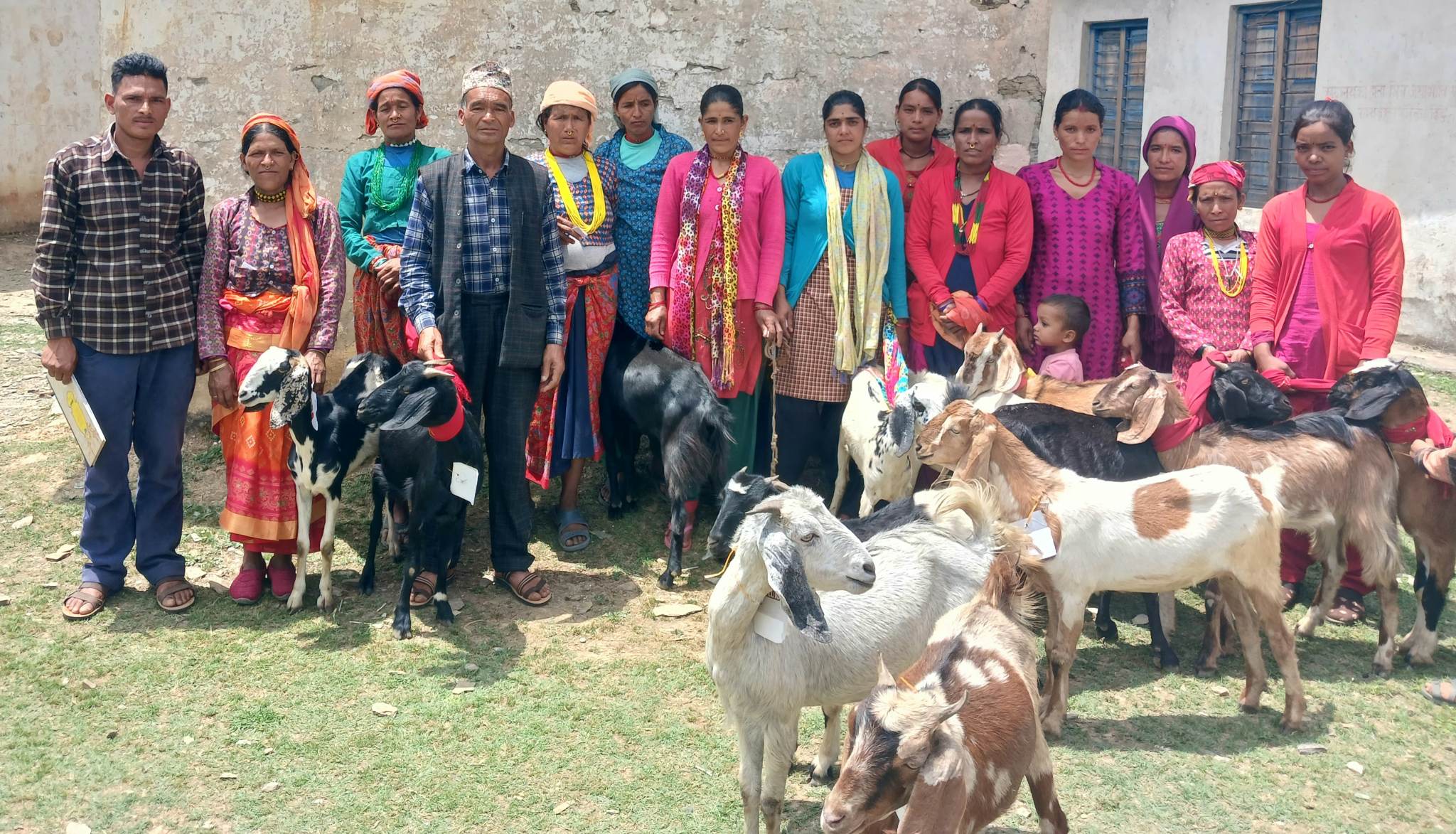 एकल तथा विपन्न महिलाहरुलाई बाख्रा