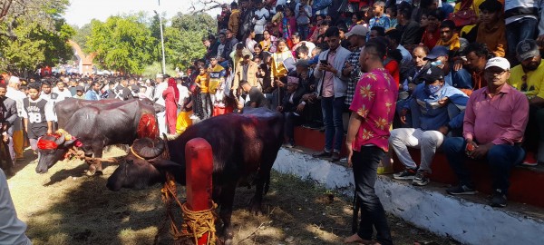 बैतडीको प्रसिद्ध त्रिपुरासुन्दरी भगवती मन्दिरमा पशु बलि सहित जात्रा सम्पन्न