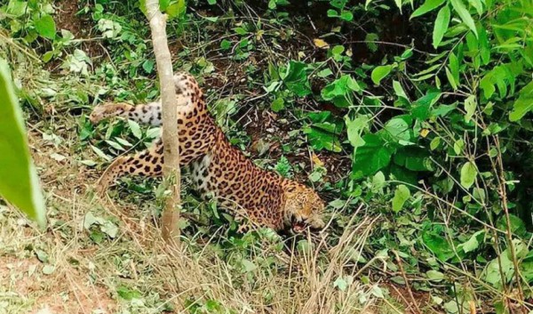 कैलालीको गोदावरीबाट पासोमा परेको घाइते चितुवाको उद्धार