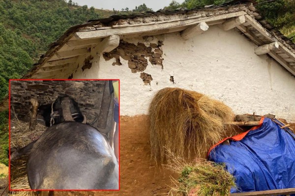 बैतडीमा चट्याङ लागेर एक भैंसी मर्यो 