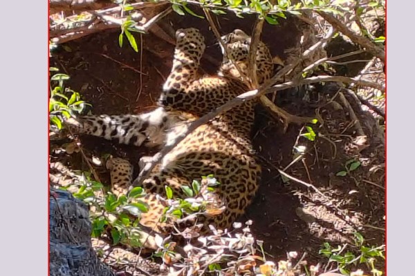 बैतडीमा पासोमा फसेको चितुवाको सकुशल उद्धार 
