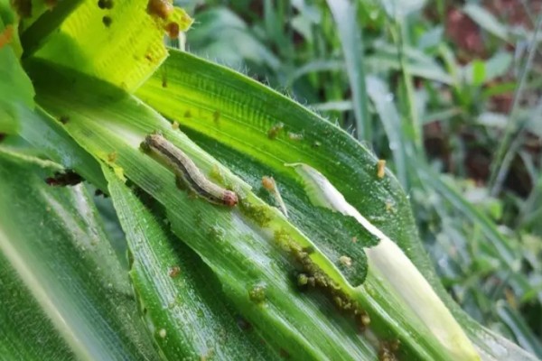 बैतडीका केही ठाउँमा मकैबालीमा फौजी किराको प्रकोप