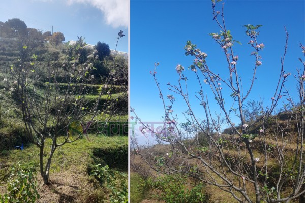 कार्तिकमै फूले हिउँदे फलफूलका बिरुवा 