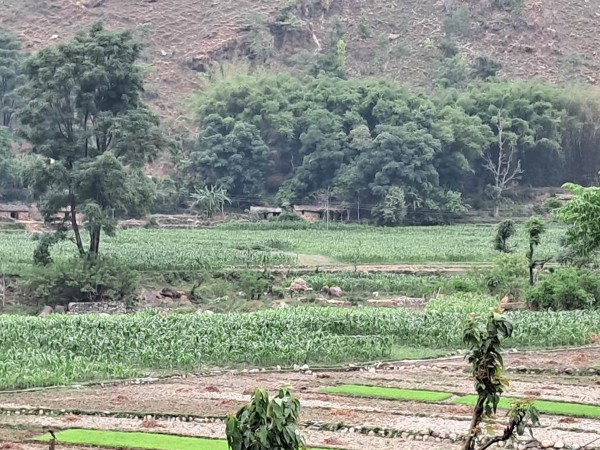 बर्षमा तीन खेती हुने बैतडीको पञ्ज्यूनयाँ 