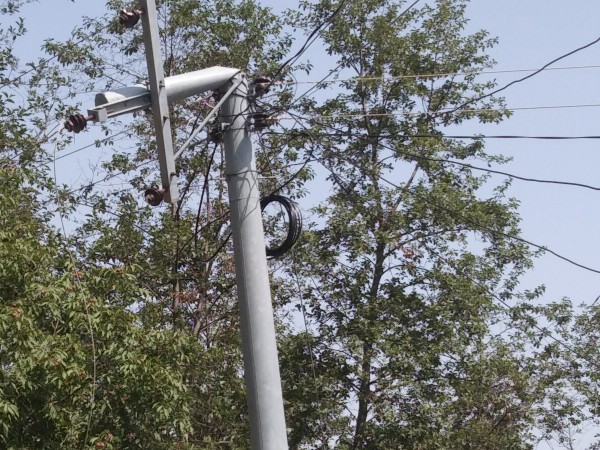 गुरूखोलामा स्थानीयको लापरबाही,जहिल्लै रूख काटेर विद्युत अवरुद्ध, कारबाही हुँदैन ?