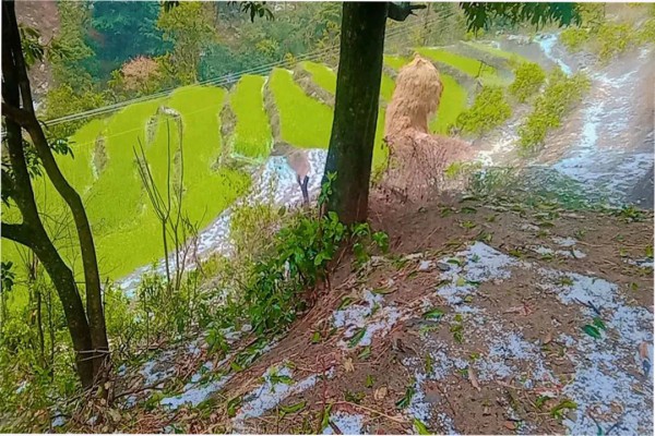 बैतडीः असिना पानीले अन्न तथा तरकारी बालीमा क्षति
