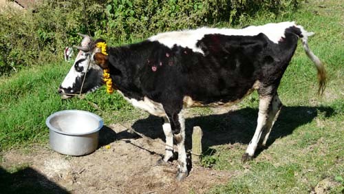 बैतडीका पशु चौपायामा   लम्पी स्कीन रोगको  प्रकोप , किसान चिन्तीत 