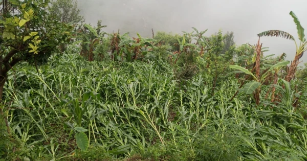 बैतडीमा बर्षा र हावाहुरीले मकैबालीमा क्षति