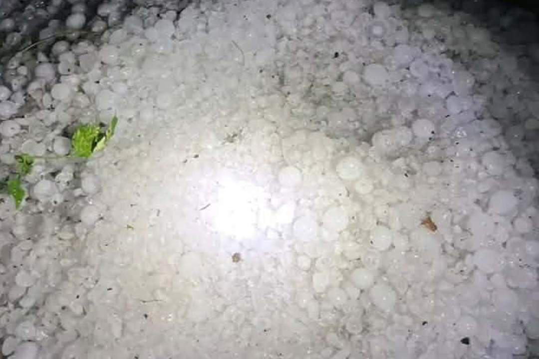 असिनापानीले गहुँबाली र तरकारीमा क्षति 