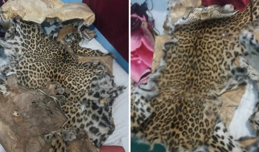 बाघको छालासहित बैतडीका २ जना पक्राउ 