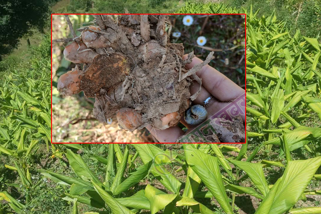 लसुन र बेसार खेतीमा रोगकीरा लागेपछि किसान चिन्तित 