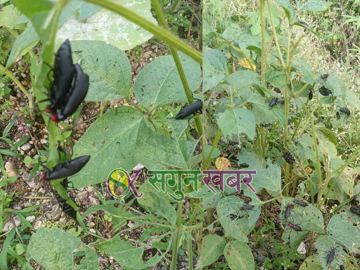 भटमासमा खपटे किराको प्रकोप, बैतडीका किसान चिन्तित 