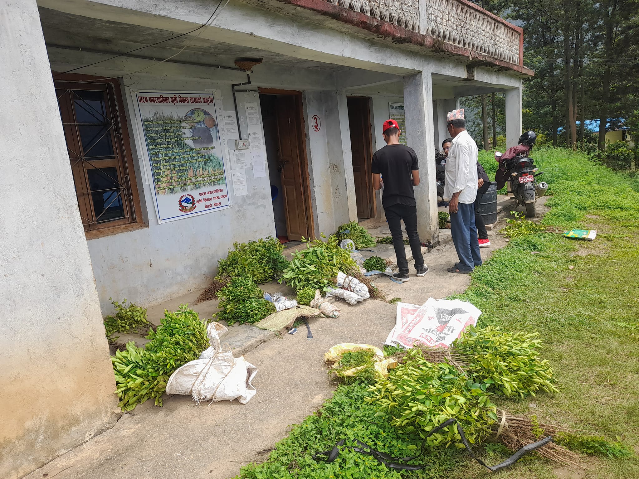 अनुदानमा अमिलो जात फलफूलका बिरुवा वितरण गर्दै पाटन 