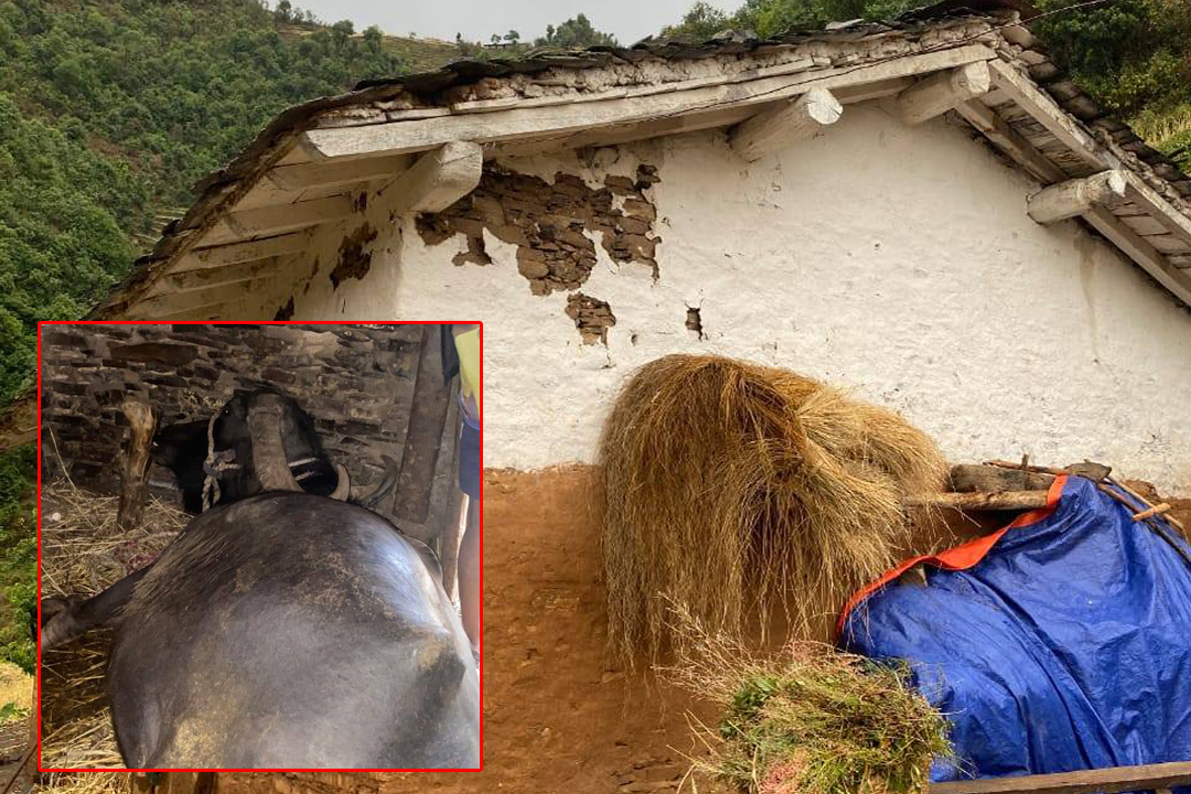 बैतडीमा चट्याङ लागेर एक भैंसी मर्यो 