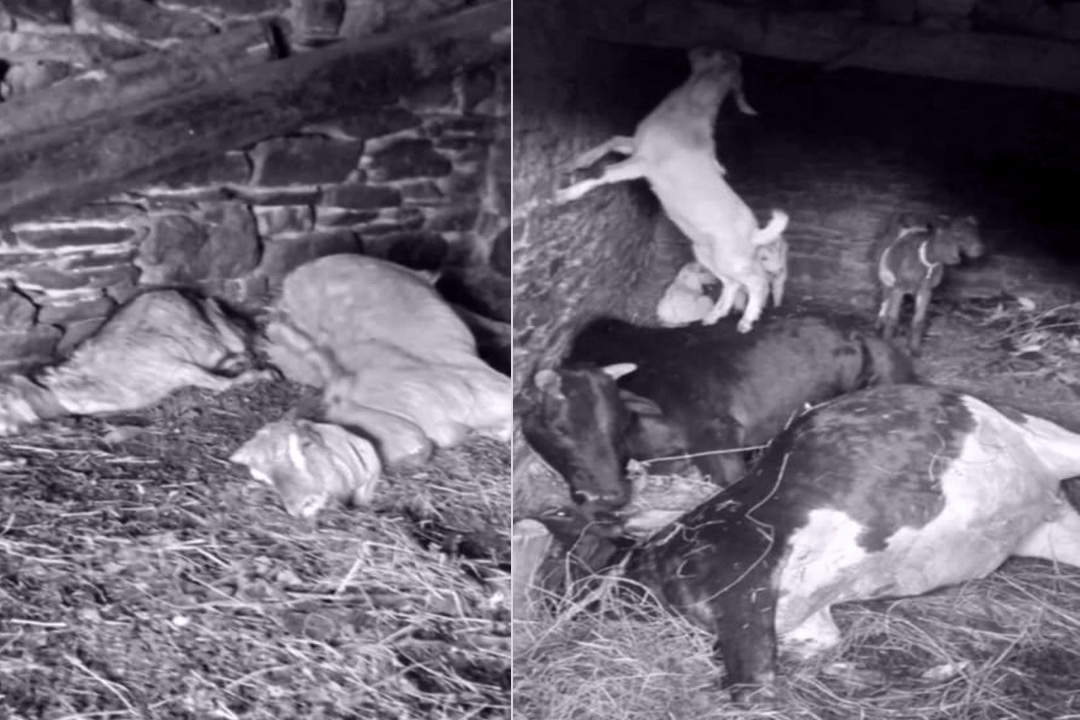 बैतडीमा चट्याङ लागेर चार पशुचौपाया मरे 