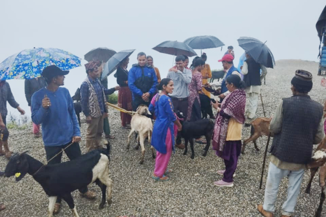 बैतडीको दशरथचन्द नगरपालिकाद्वारा बाख्रा वितरण