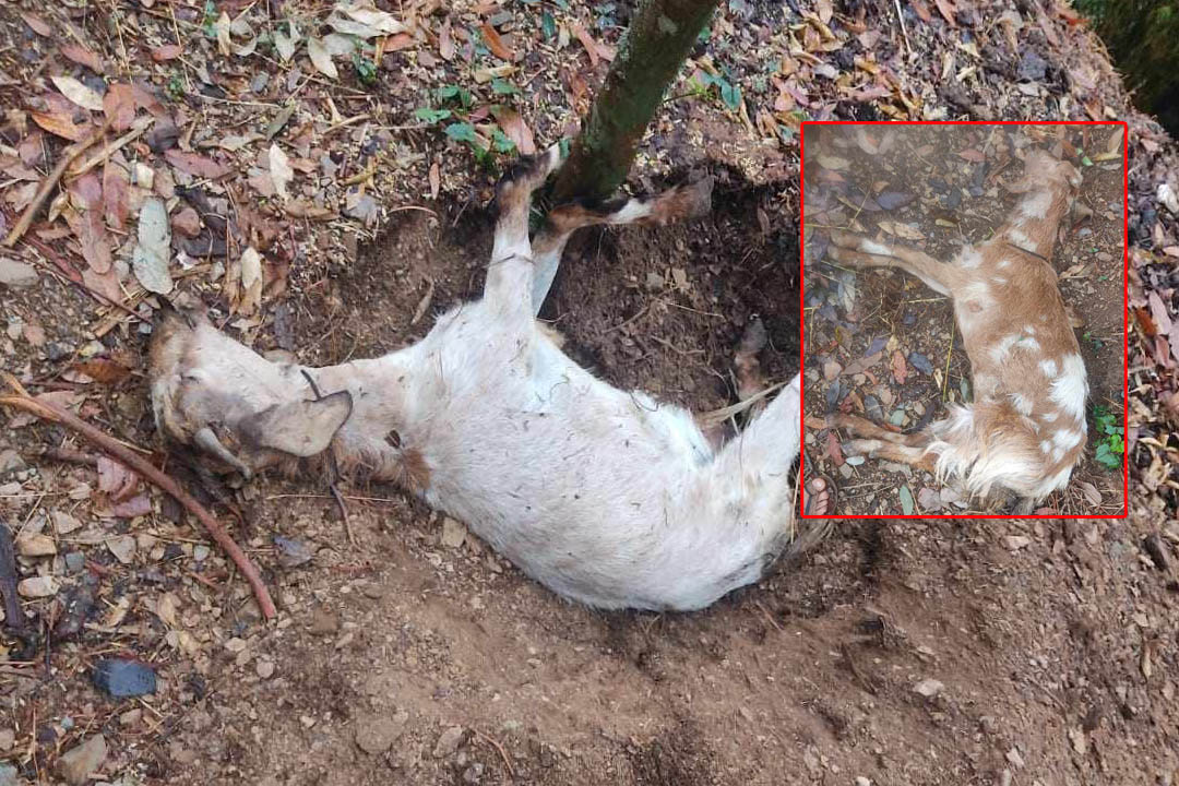 बैतडीमा अज्ञात रोगले धमाधम बाख्रा मर्न थालेपछि किसानहरु चिन्तित