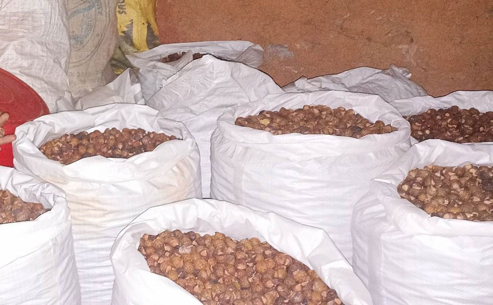 बैतडीबाट ५ सय ७६ टन जडीबुटी निकासी