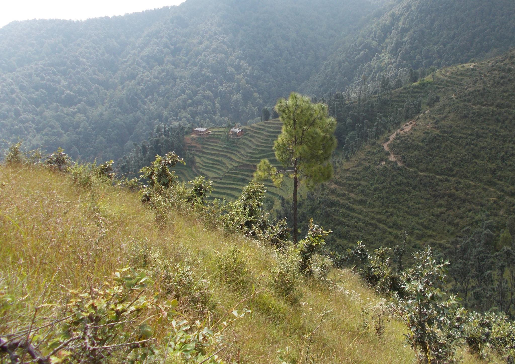 चितुवाले मानिसमाथि आक्रमण गर्न थालेपछि स्थानीयबासी त्रसित 