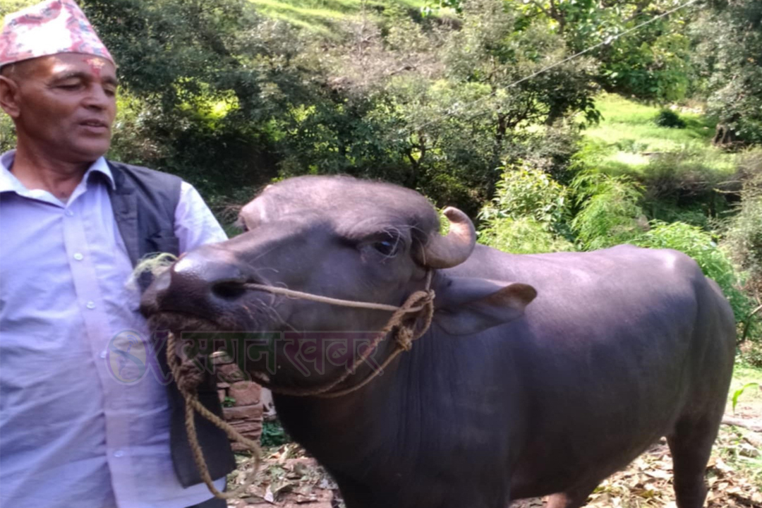राँगो पालेरै बार्षिक डेढ लाख आम्दानी