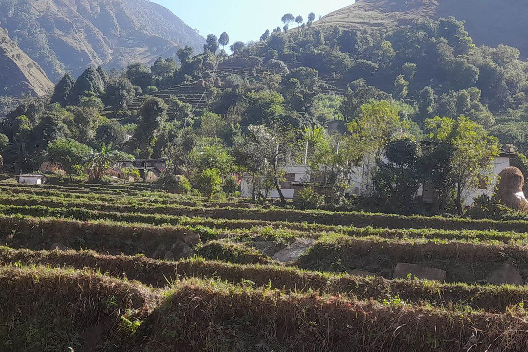 घरभित्रै बाँदर पस्न थालेपछि बैतडीका नागरिक त्रसित,खेत बाँझै छोडे