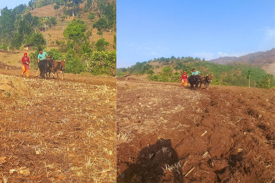 सुदूर पहाडमा मकै छर्ने चटारो