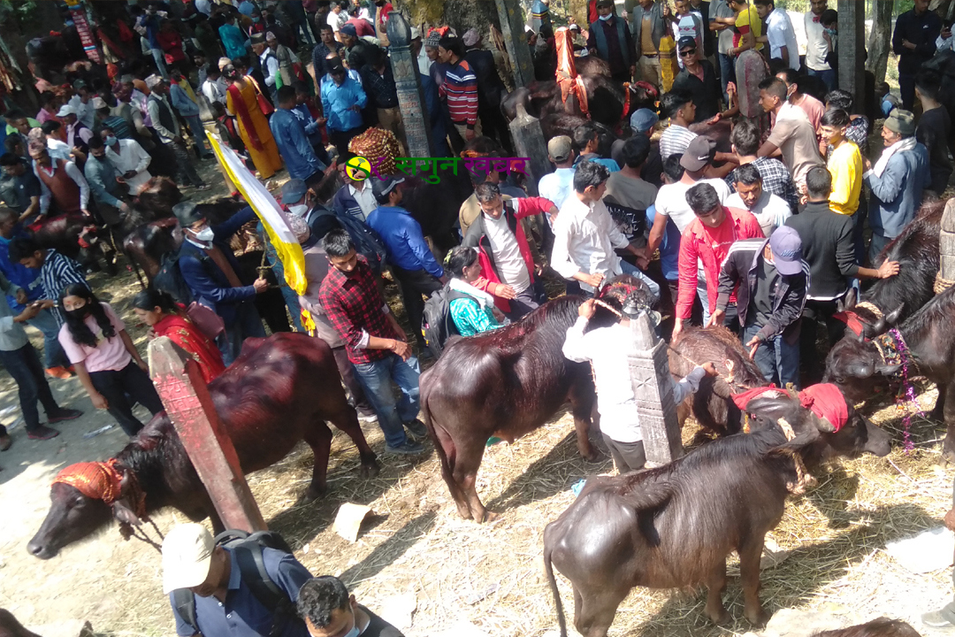 बैतडीको देहिमाण्डौँमा बलिसहित जात्रा सम्पन्न, ४ सय राँगा बोकाको बलि