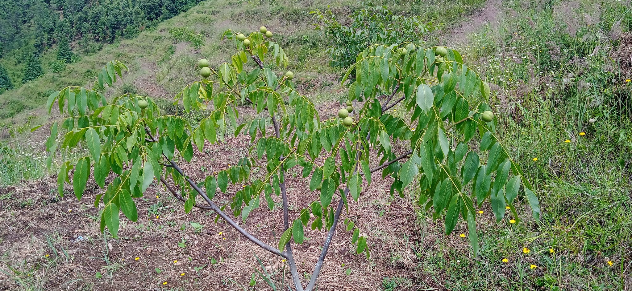 बैतडीको सतबाँझमा रोपेको ३ बर्षमै फल्यो दाँते ओखर 