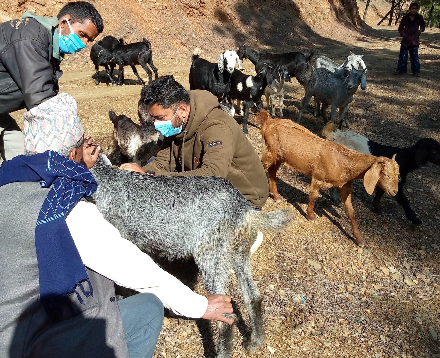 बैतडीमा ६० हजार बाख्रालाई पीपीआर खोप लगाइयो