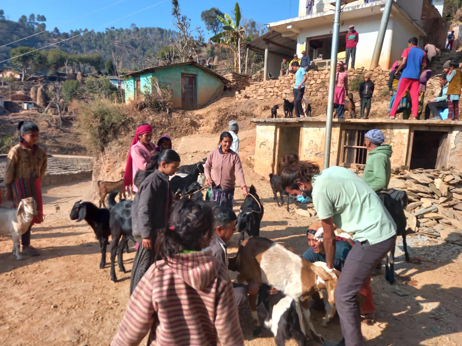 बैतडीमा ८९ हजार बाख्रालाई पिपिआरविरुद्धको खोप लगाइयो